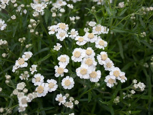 ACHILLEA ptarmica 'Diadeem' - Achillée, Bouton d'argent