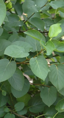 ALNUS cordata - Aulne de Corse, feuilles en forme de coeur