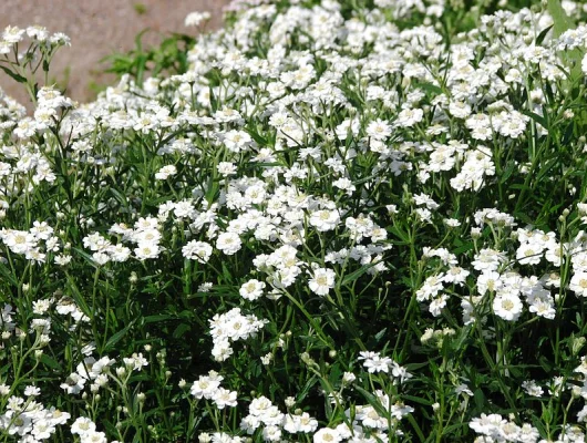 ACHILLEA ptarmica 'Peter Cottontail' - Achillée, Bouton d'argent