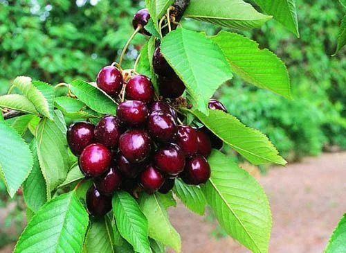 CERISIER bigarreau 'Moreau' - Arbre fruitier