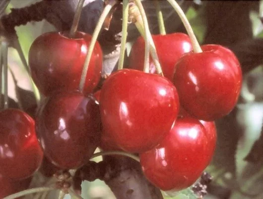 CERISIER bigarreau 'Coeur de Pigeon' - Arbre fruitier