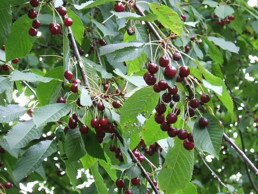 CERISIER bigarreau 'Summit' - Arbre fruitier