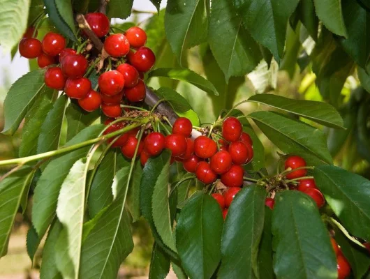 CERISIER bigarreau 'Van' - Arbre fruitier