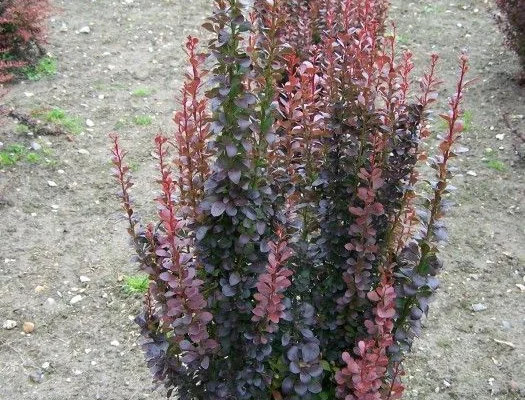 BERBERIS thunbergii 'Helmond Pillar' - Epine vinette de Thunberg