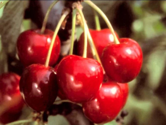 CERISIER bigarreau 'Reverchon' - Arbre fruitier