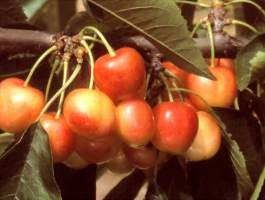 CERISIER bigarreau 'Napoleon' - Arbre fruitier