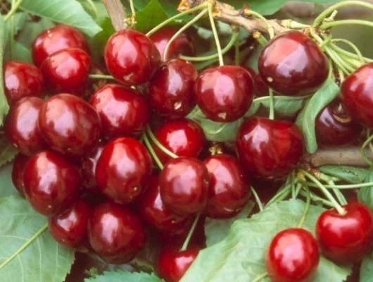 CERISIER bigarreau 'Géant d'Hedelfingen' - Arbre fruitier