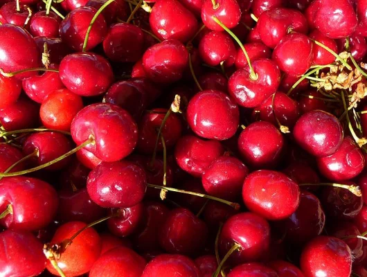 CERISIER bigarreau 'Tardif de Vignola' - Arbre fruitier