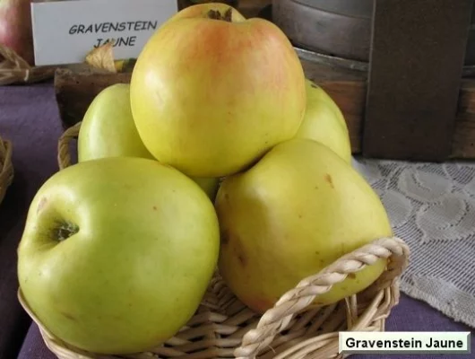 POMMIER 'Gravensteiner' Rellstab - Arbre fruitier