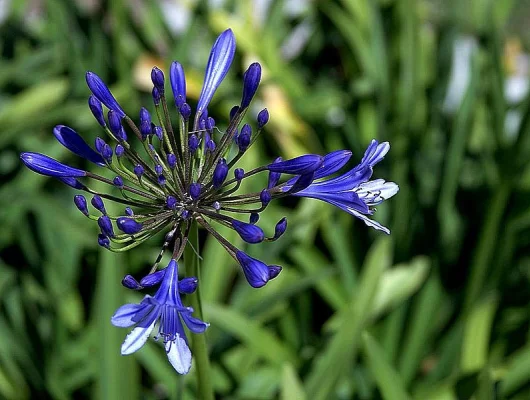 AGAPANTHUS 'Sandringham'