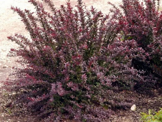 BERBERIS thunbergii 'Red Chief' - Epine vinette de Thunberg