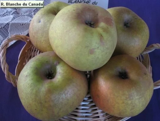 POMMIER 'Reine Blanche du Canada' - Arbre fruitier