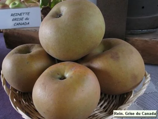 POMMIER 'Reinette Grise du Canada' - Arbre fruitier