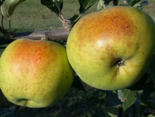 POMMIER 'Belle de Boskoop Rouge' - Arbre fruitier