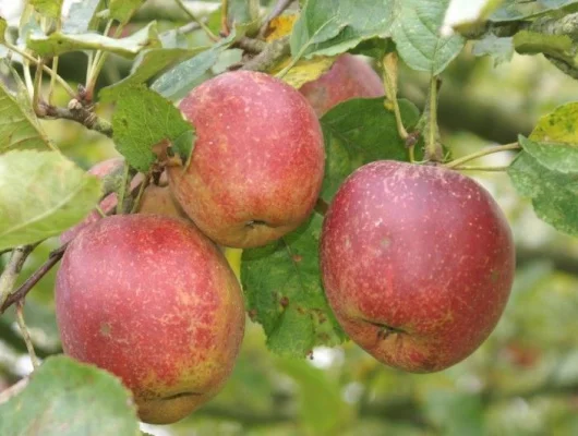 POMMIER 'Belle de Boskoop' - Arbre fruitier