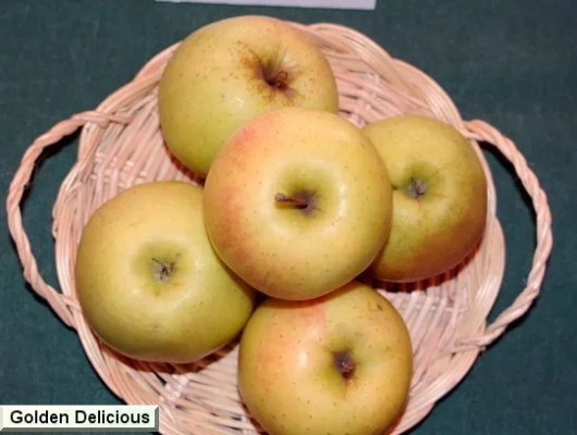 POMMIER 'Golden Delicious' - Arbre fruitier