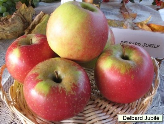 POMMIER 'Delbard Jubilé'®delgollune - Arbre fruitier