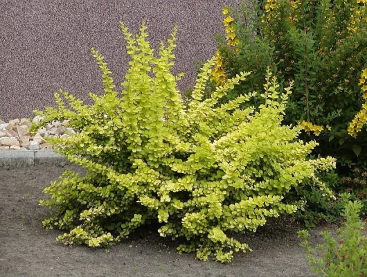 BERBERIS thunbergii 'Aurea' - Epine vinette de Thunberg