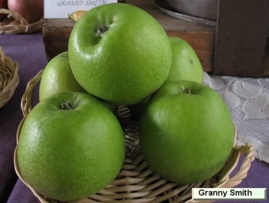 POMMIER 'Granny Smith' - Arbre fruitier