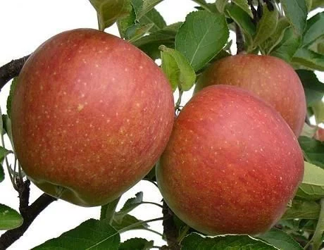 POMMIER 'Braeburn' - Arbre fruitier