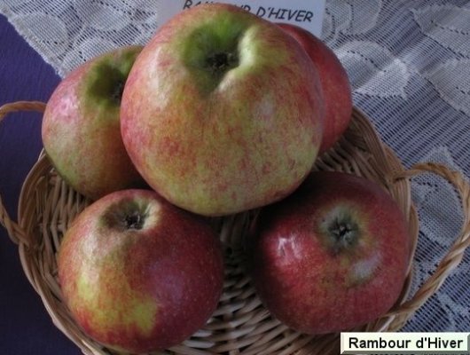 POMMIER 'Rambour d'Hiver' - Arbre fruitier