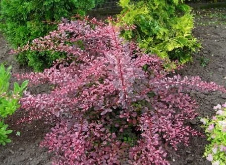 BERBERIS thunbergii 'Rose Glow' - Epine vinette de Thunberg