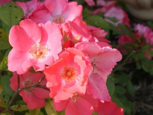 ROSIER arbustif 'DOUCEUR NORMANDE' ® Meipopul