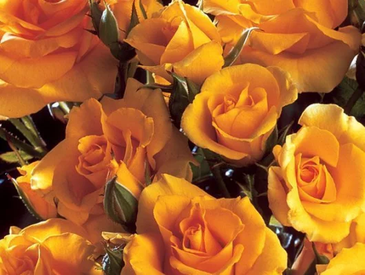 ROSIER arbustif 'GOLD COTTAGE' ® Dicentice