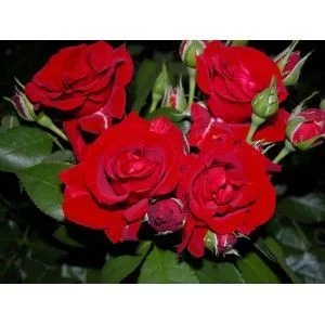 ROSIER arbustif 'PAYS D'IROISE' ® Adapolred