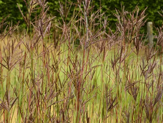 ANDROPOGON hallii 'Purple Konza' JS - Baron de Hall, Graminée