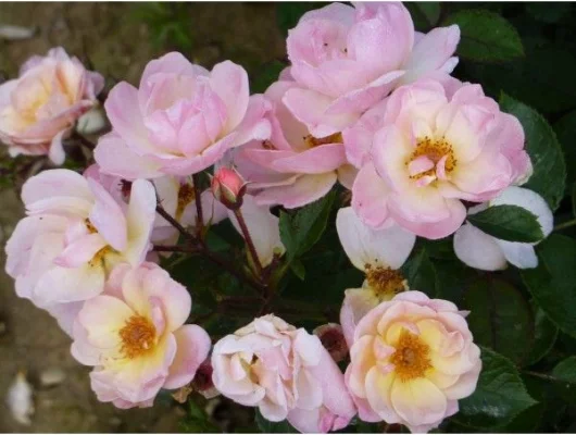 ROSIER arbustif 'ROCK'N ROSE' ® Adafitalu