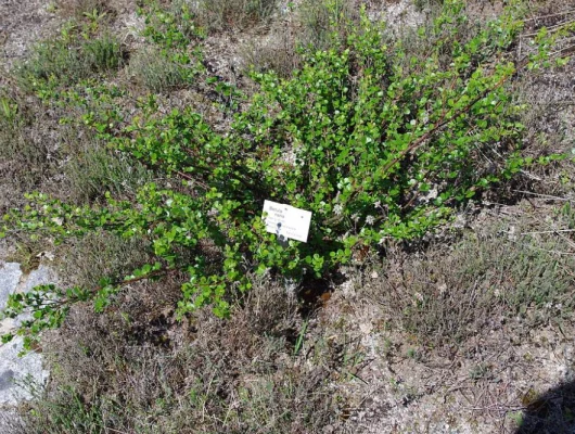 BETULA nana - Bouleau nain