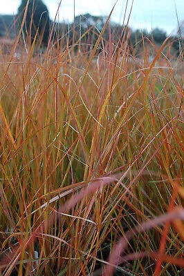 ANEMANTHELE lessoniana / STIPA arundinacea