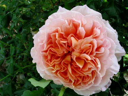 Rosier AUSTIN 'ABRAHAM DARBY '® Auscot