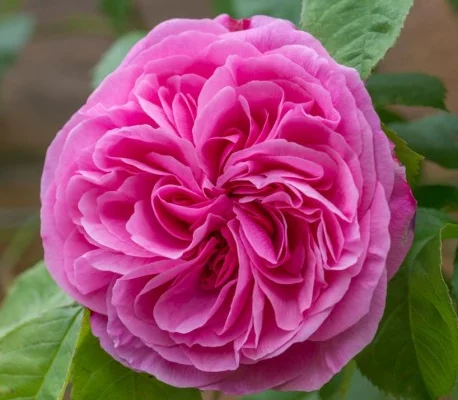 Rosier AUSTIN 'GERTRUDE JEKYLL ® Ausboard