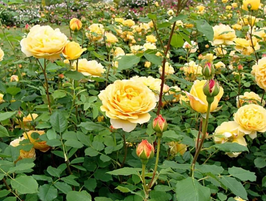 Rosier AUSTIN 'GOLDEN CELEBRATION' ® Ausgold