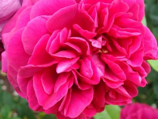 ROSIER AUSTIN 'THE DARK LADY' ® Ausbloom