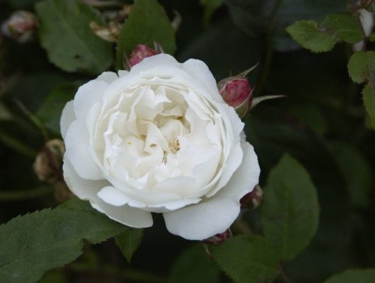 ROSIER AUSTIN 'WINCHESTER CATHEDRAL' ® Auscat