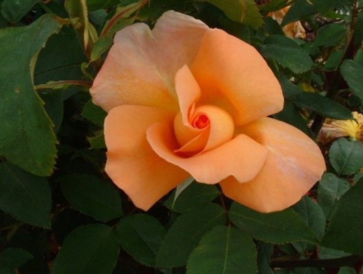 ROSIER Grande fleur 'BEAUTE '