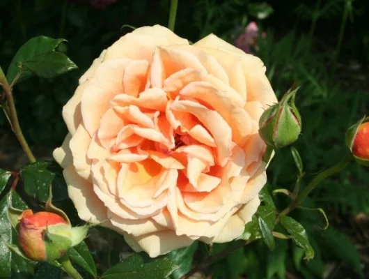 ROSIER Grande fleur 'BORA BORA' ® Tanmarsa