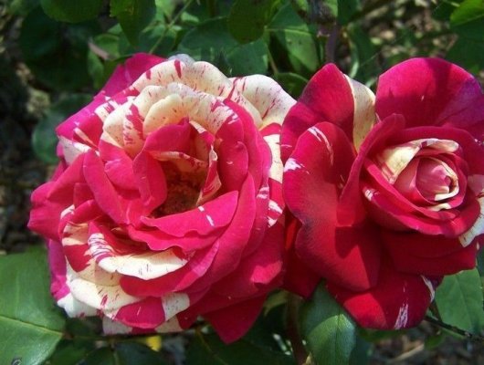 ROSIER Grande fleur 'BROCELIANDE' ® Adaterhuit