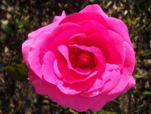 ROSIER Grande fleur 'CRITERION'