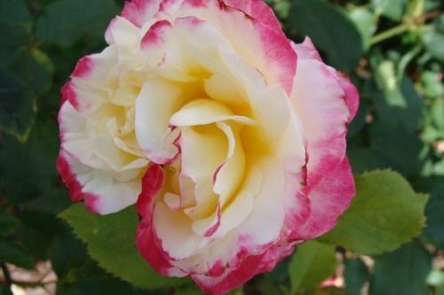 ROSIER Grande fleur 'DOUBLE DELIGHT' ®
