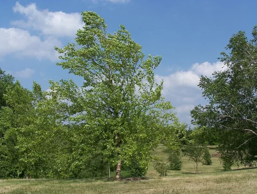 BETULA nigra - Bouleau noir