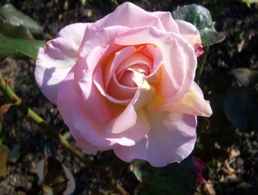 ROSIER Grande fleur 'ISABELLE AUTISSIER' ® Adasilthé