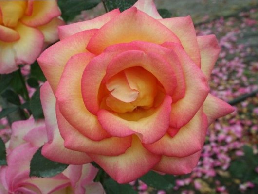 ROSIER Grande fleur 'JEAN PIAT' ® Adacorhuit