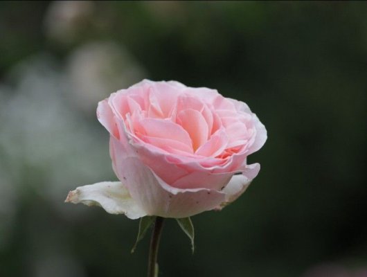 ROSIER Grande fleur 'JOHANN STRAUSS' ® Meioffic