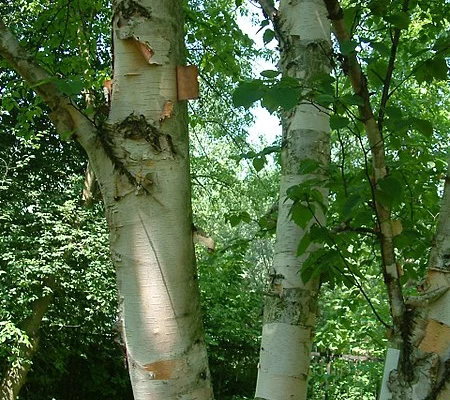 BETULA papyrifera - Bouleau à canots, bouleau à papier