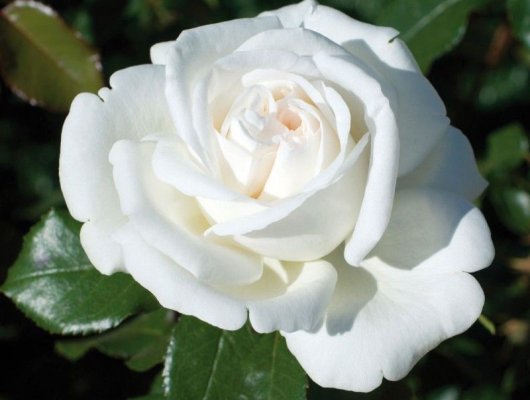 ROSIER Grande fleur 'PIERRE ARDITI' ® Meicalanq