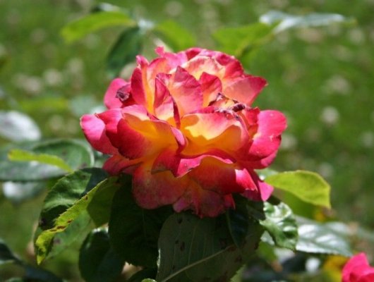 ROSIER Grande fleur 'PULLMANN ORIENT EXPRESS' ® Baipeace
